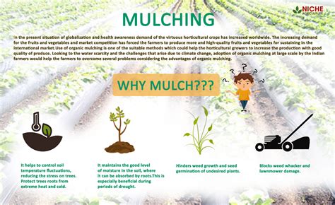 Mulching: Materials, Advantages and Crop Production.